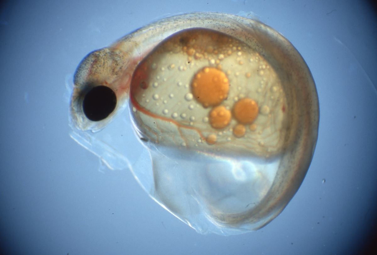 Klekking av regnbueørret