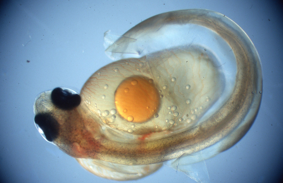 Klekking av regnbueørret