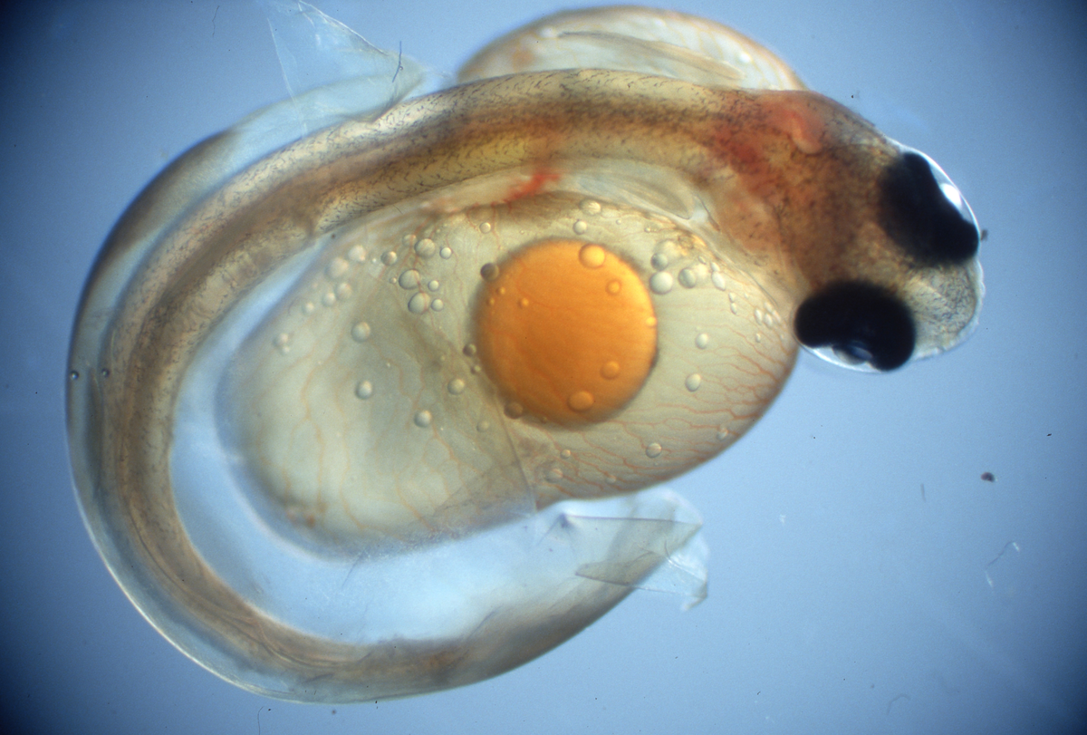 Klekking av regnbueørret