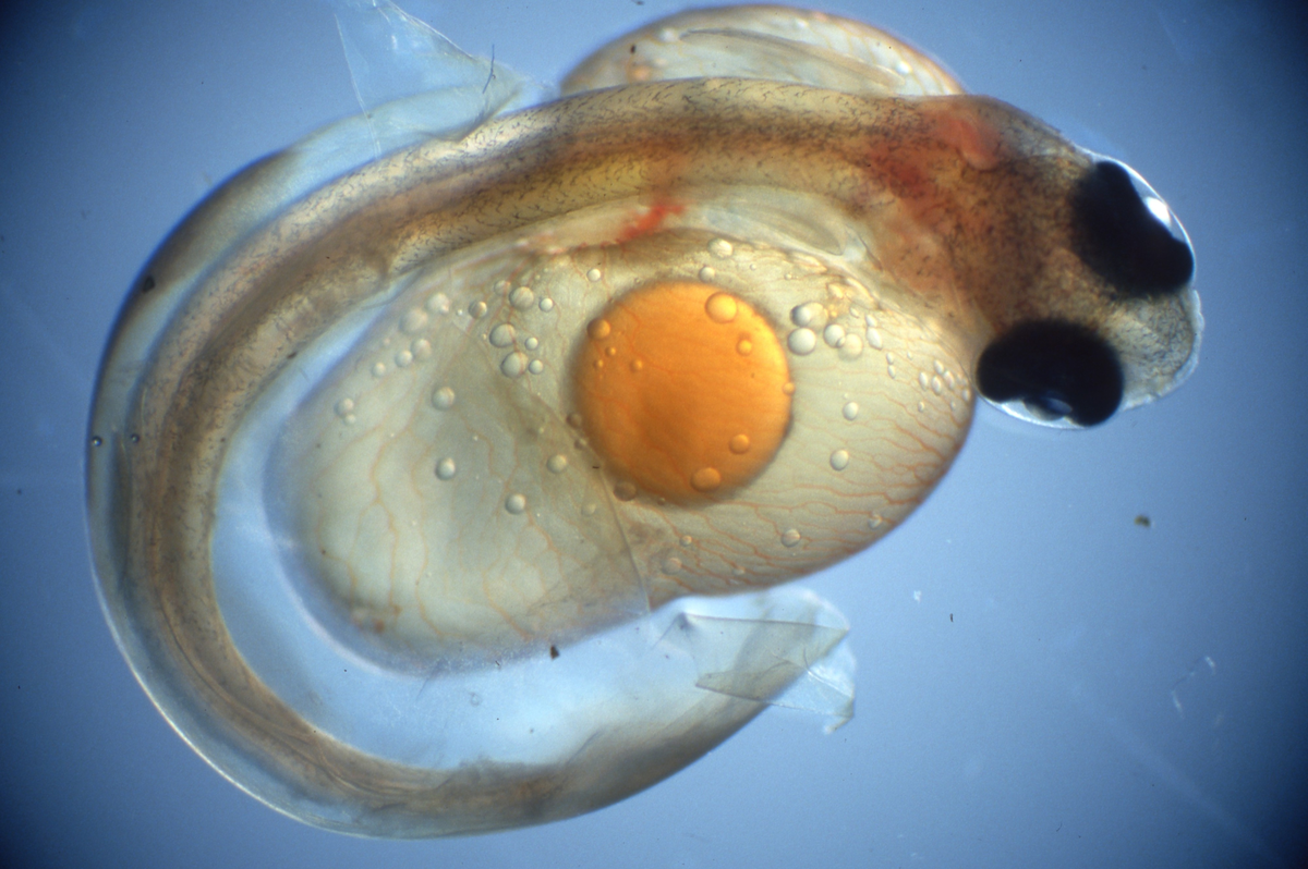 Klekking av regnbueørret