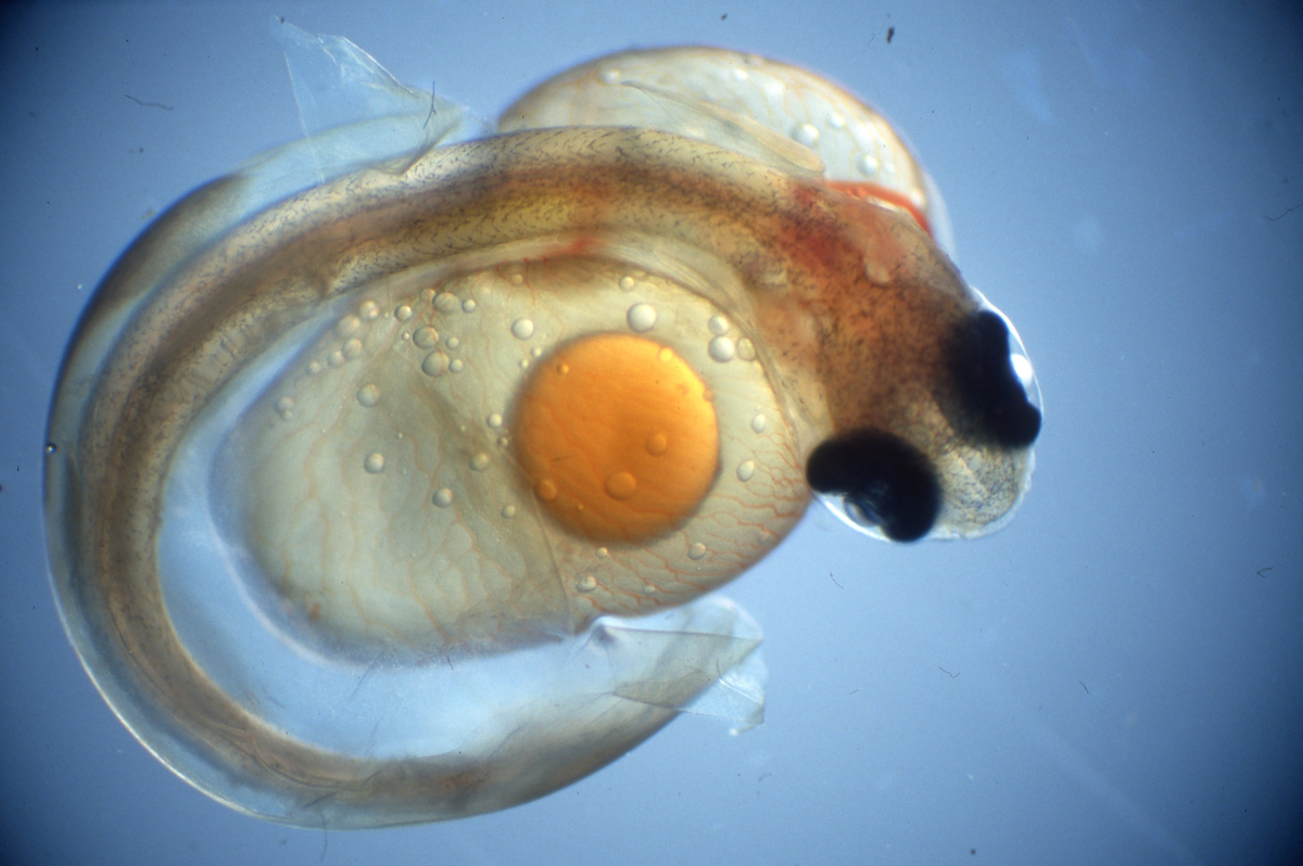 Klekking av regnbueørret