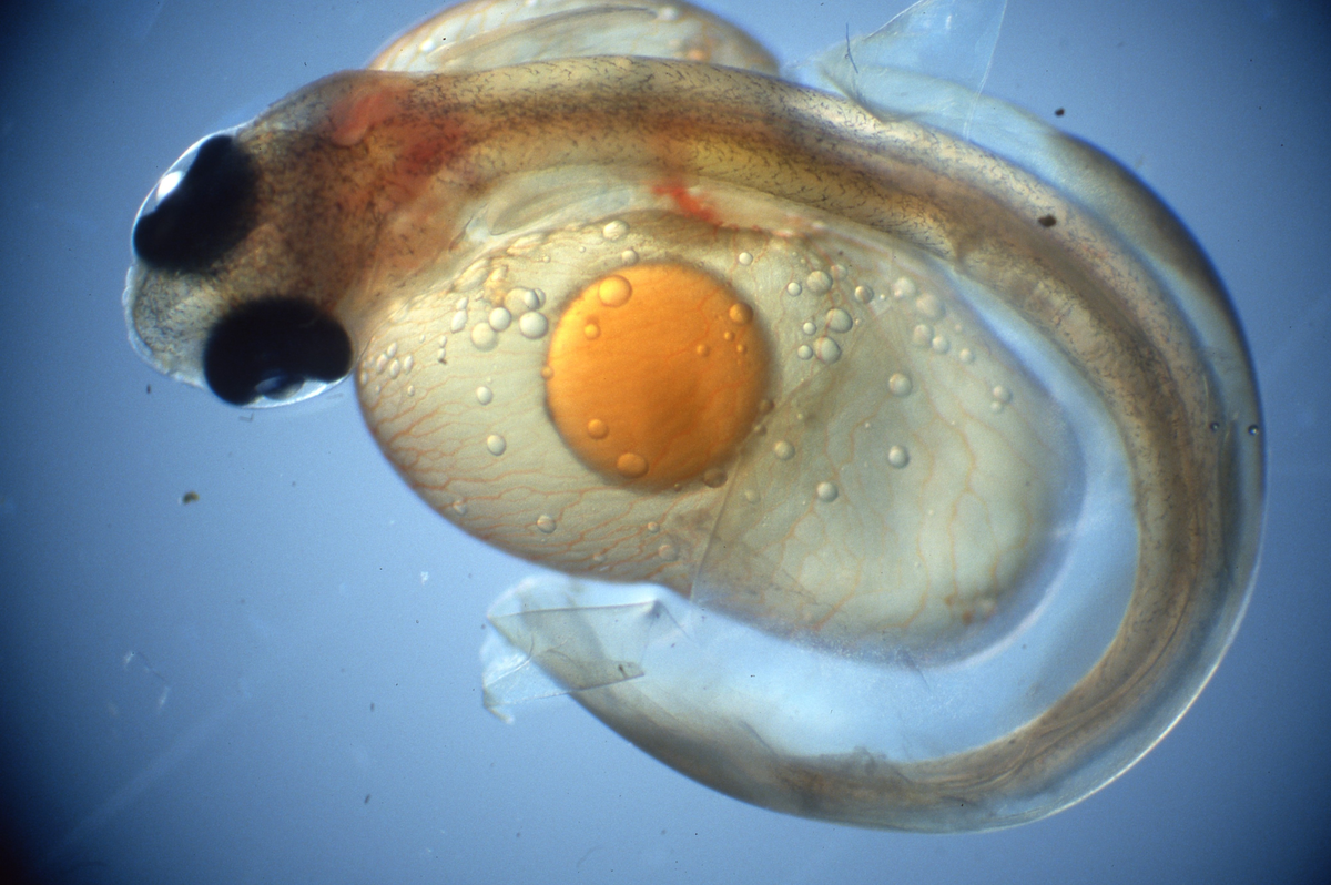 Klekking av regnbueørret