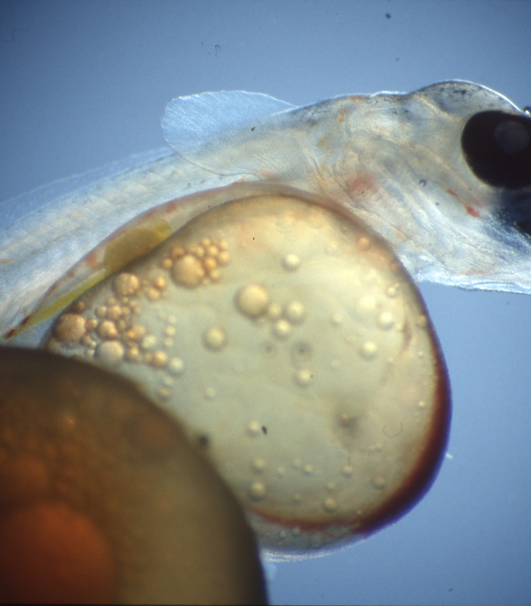 Klekking av regnbueørret