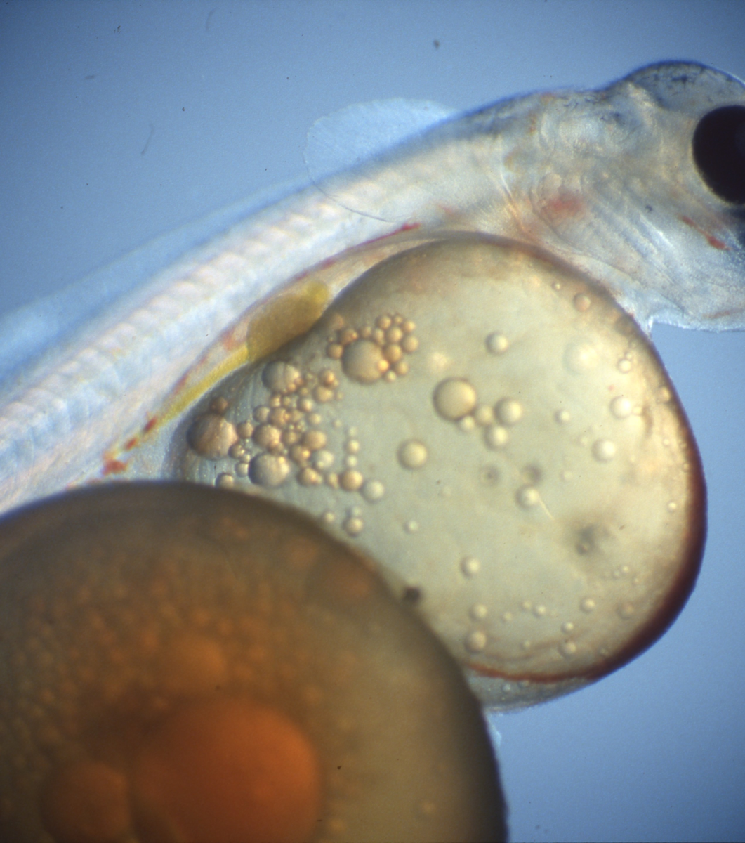 Klekking av regnbueørret