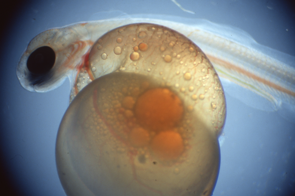 Klekking av regnbueørret