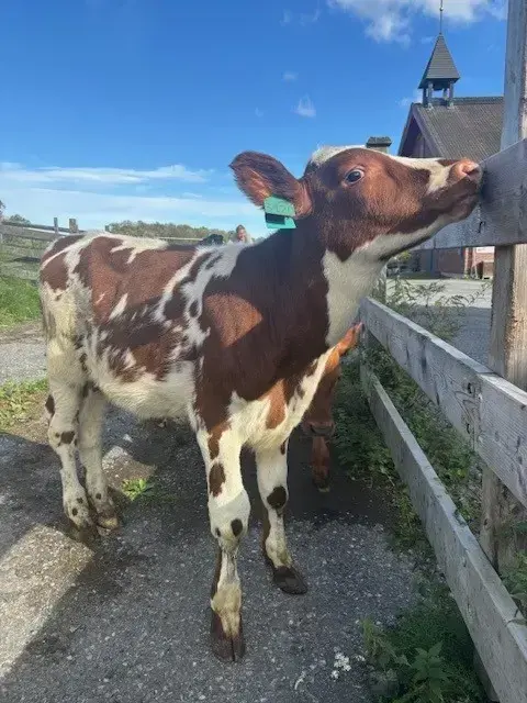 En hvit og brun oksekalv på Bygdø Kongsgård. 