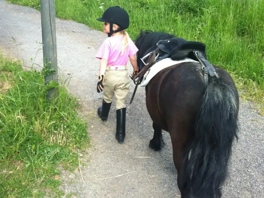 En jente leier en shettlandsponni. 