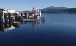 Utsett av laksesmolt