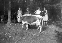 Bilder fra Skålbergsætra