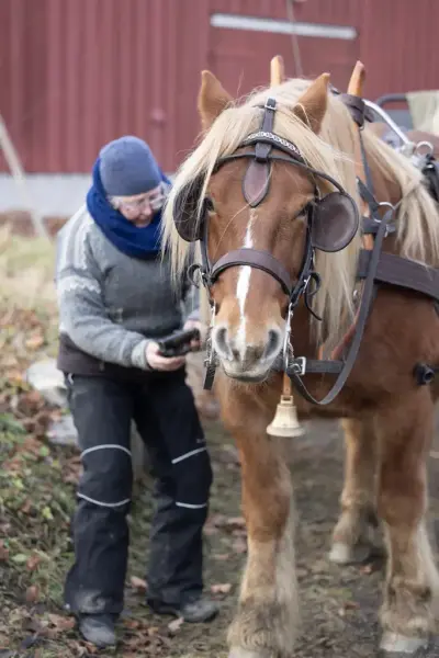 En kvinne ordner med seletøyet til en brun hest. 