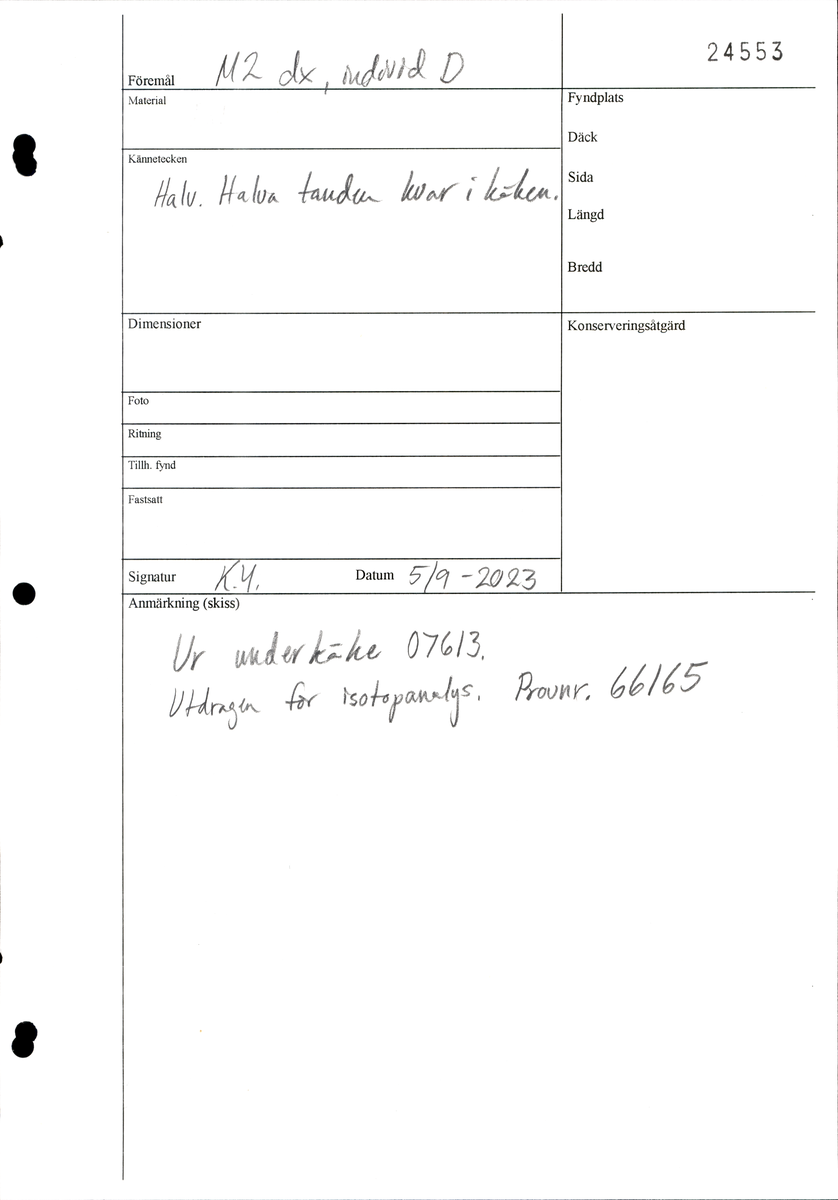 Andra molaren på höger sida i underkäken.
Tandens ena rot sitter kvar i käken.
Molar 2, dexter, mandibula.