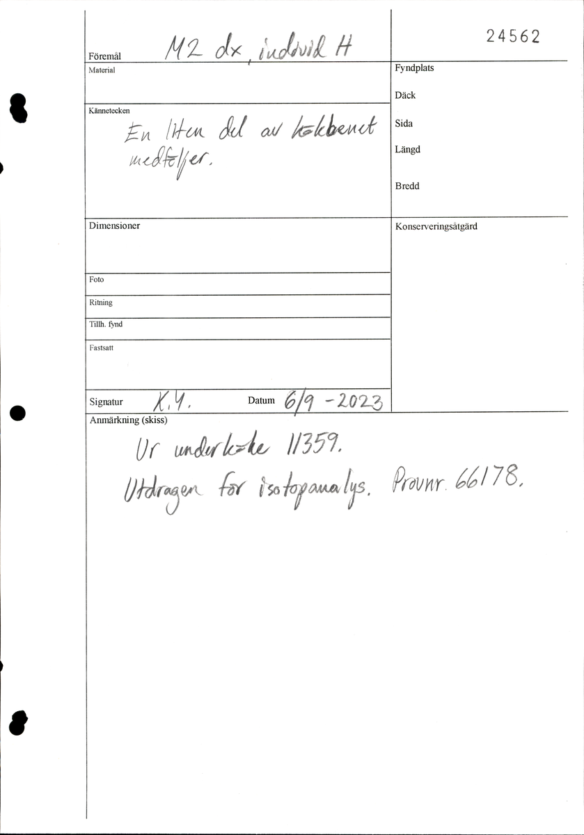 Andra molaren från höger sida i underkäken.
Molar 2 dexter, mandibula.
En liten del av käkbenet medföljer tanden.