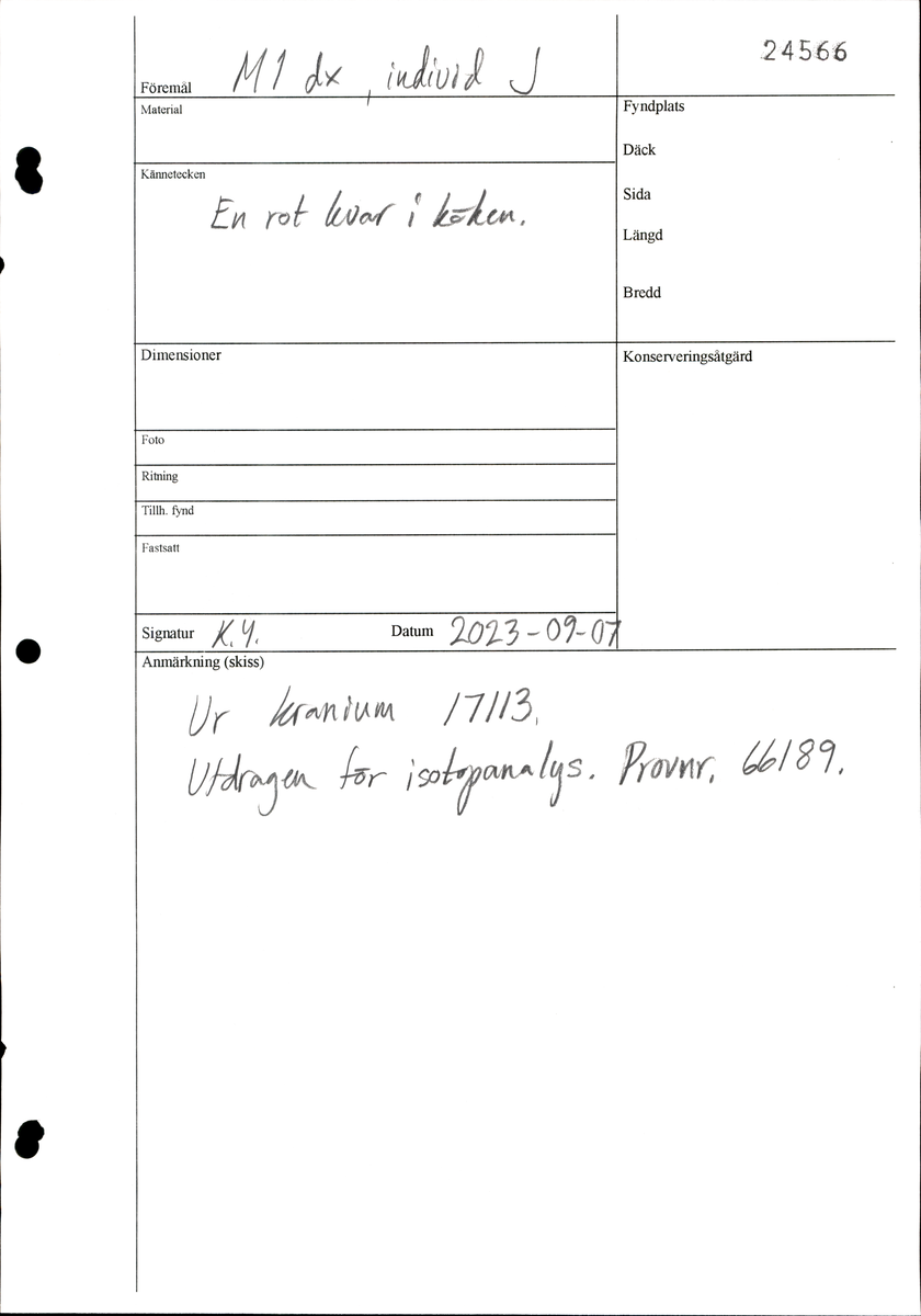 Första molaren från höger sida av överkäken.
Molar 1 dexter, maxilla.
En av tandens rötter sitter kvar i käken.