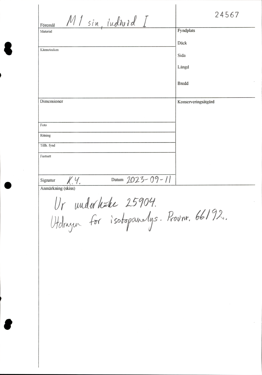 Första molaren från vänster sida i underkäken.
Molar 1 sinister, mandibula.