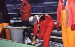 Veiing og måling av oppdrettsfisk