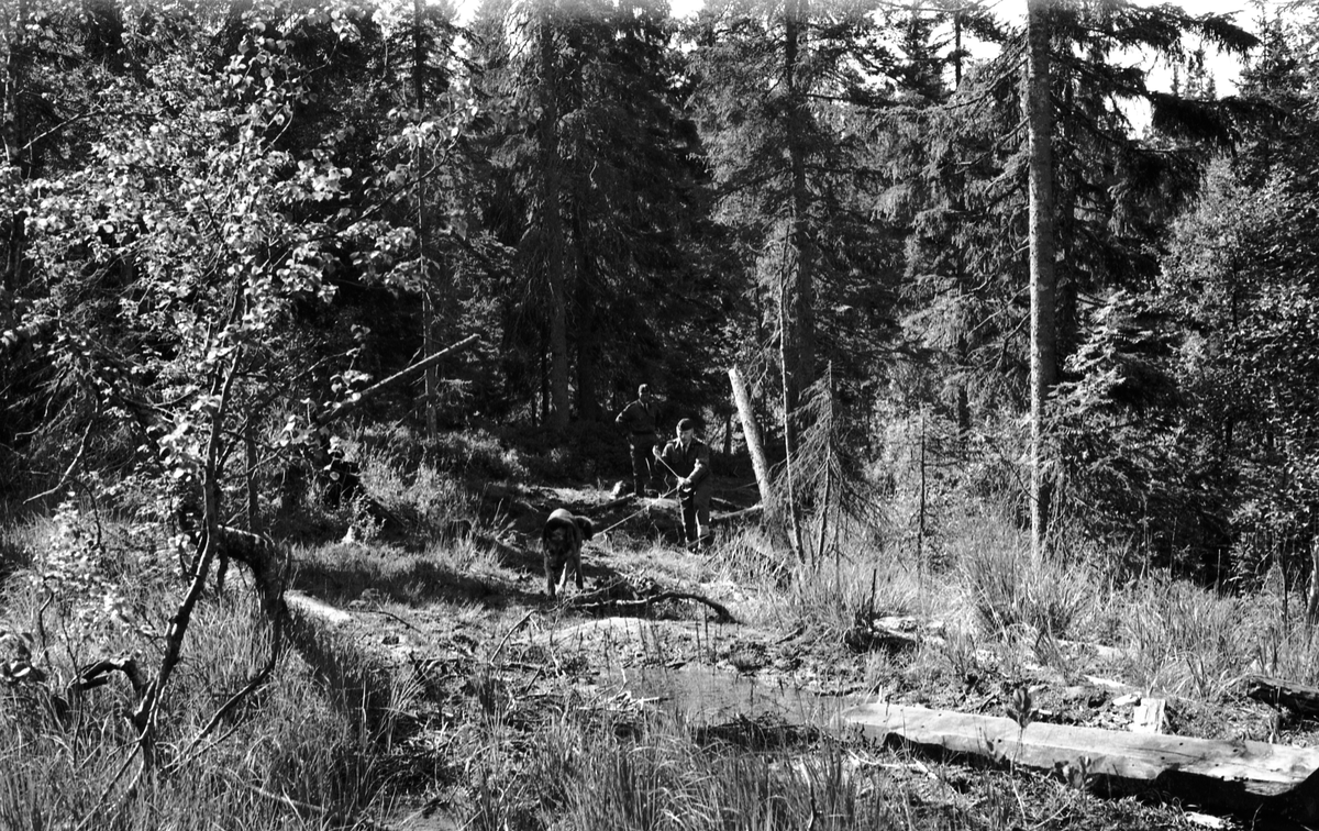 Trening med politihund i skogen.