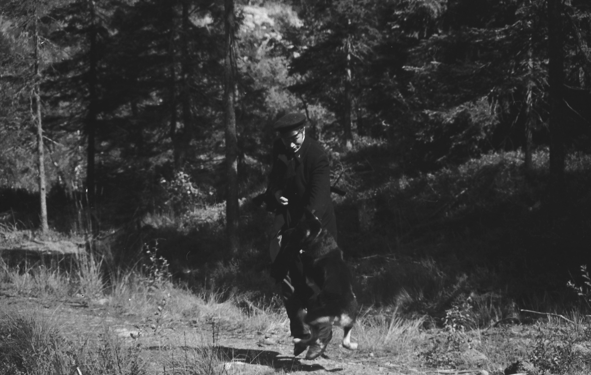 Trening med politihund i skogen.