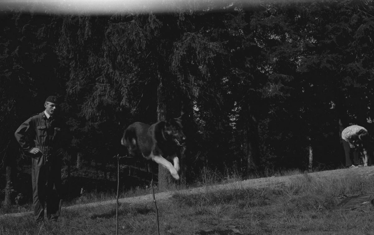 Politihunder hopper over hinder.