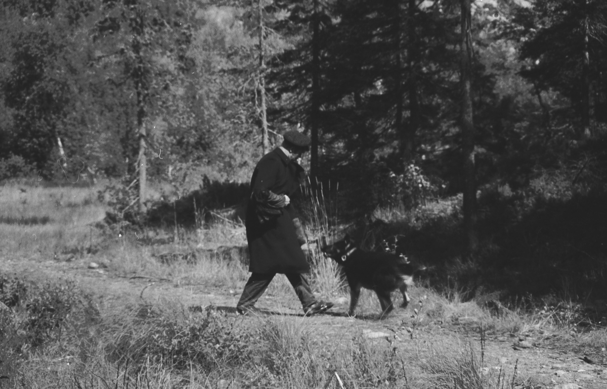 Trening med politihund i skogen.