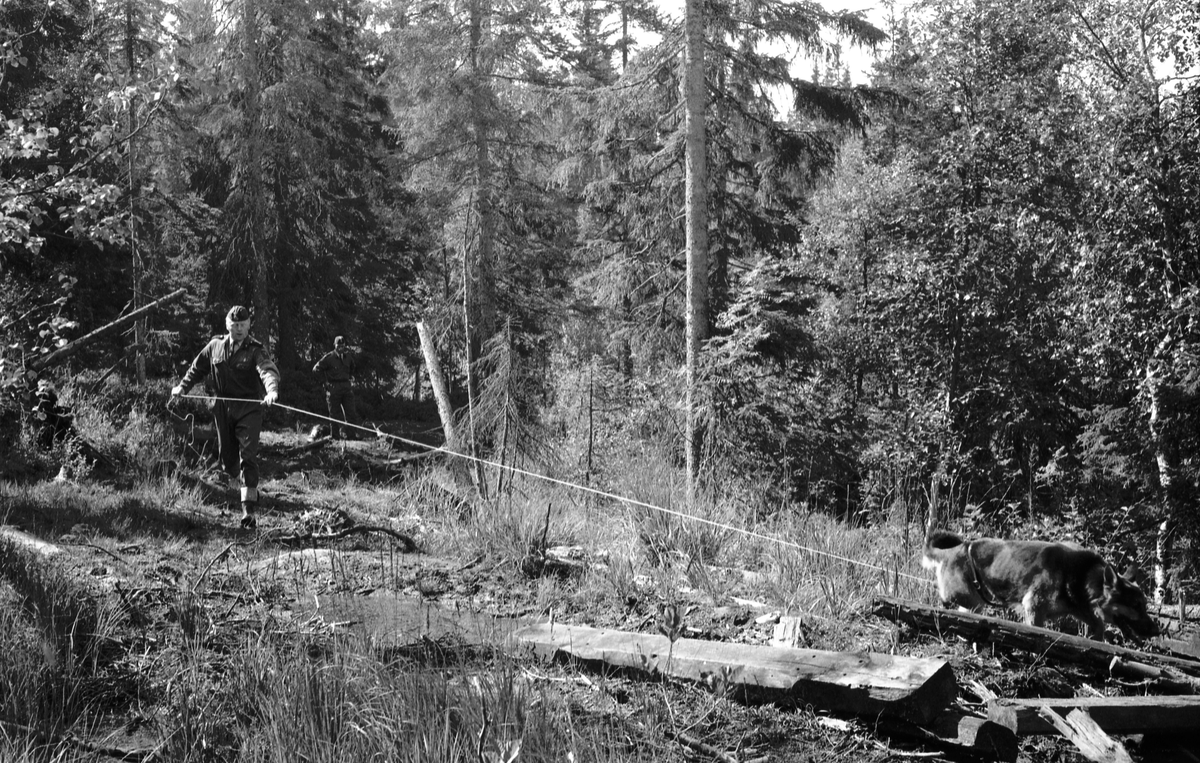Trening med politihund i skogen.