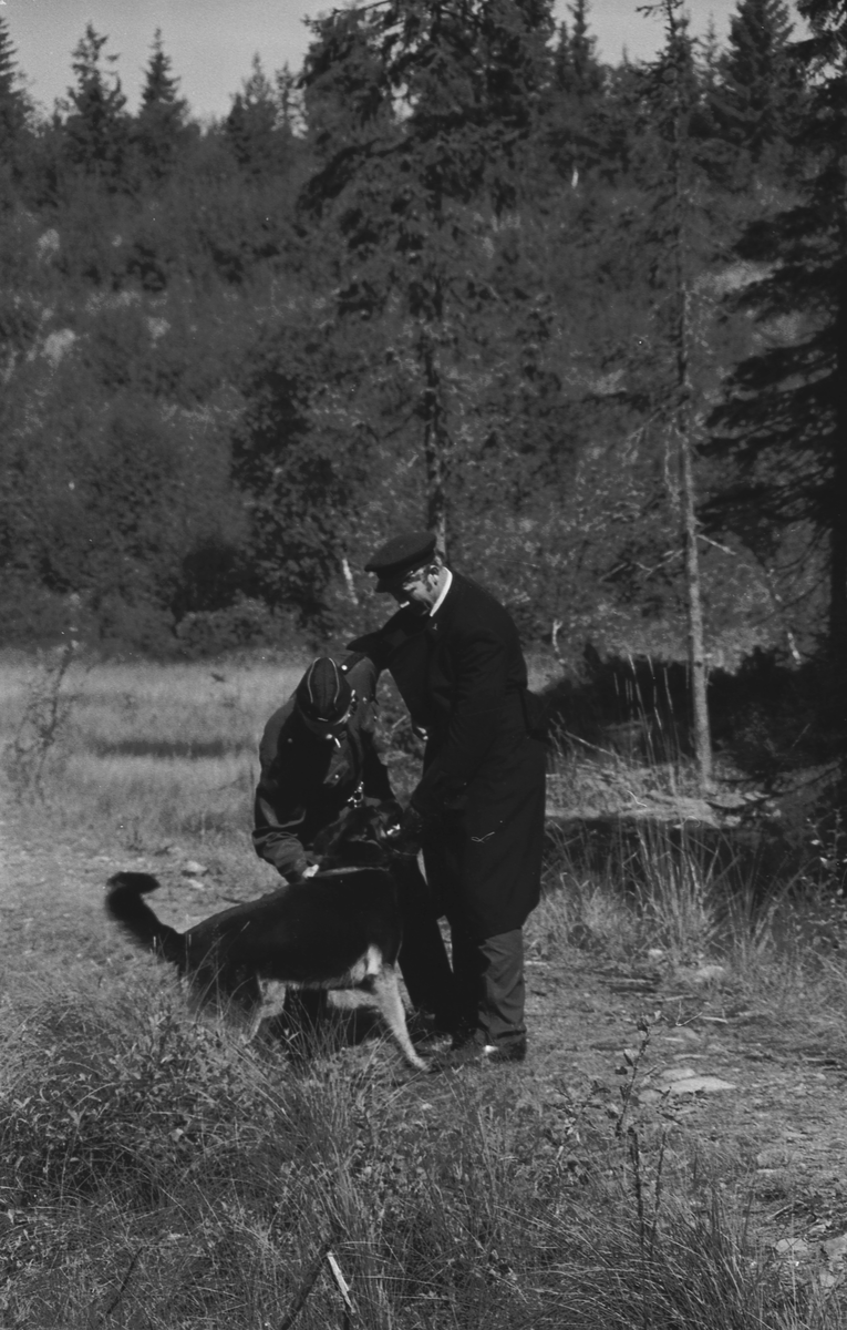 Trening med politihund i skogen.