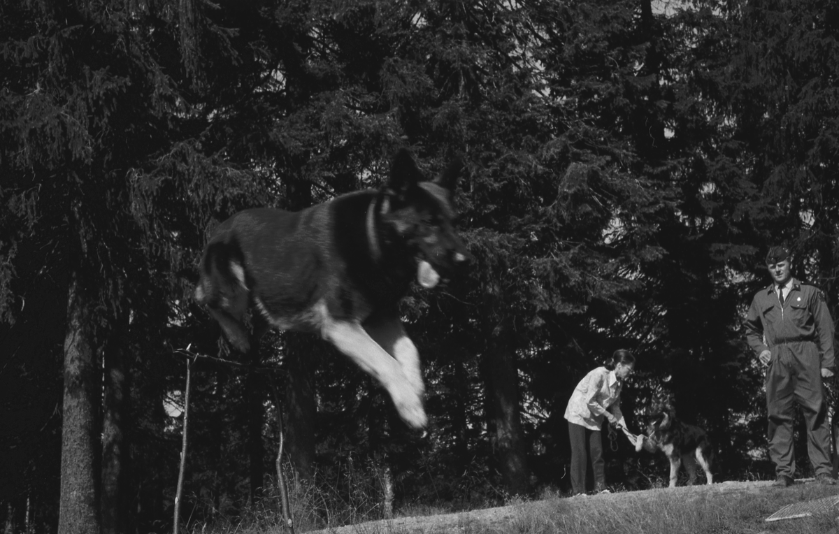 Politihunder hopper over hinder.