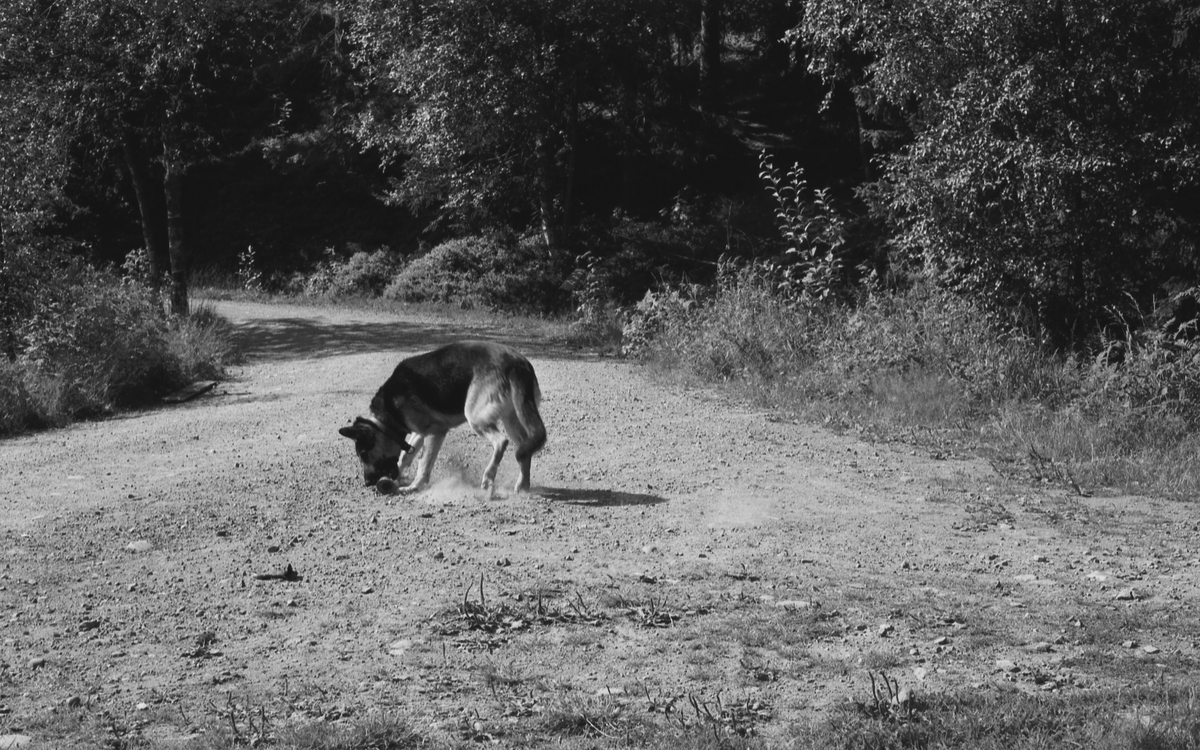 Trening med politihund i skogen.