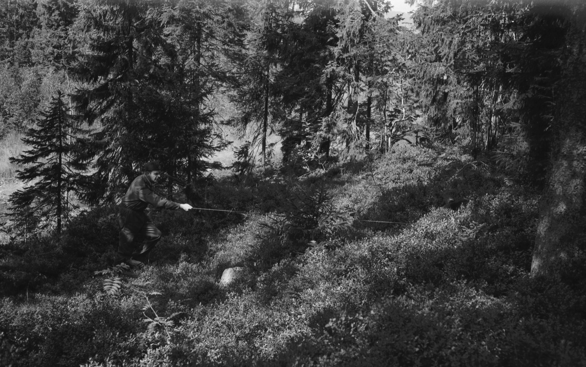 Trening med politihund i skogen.