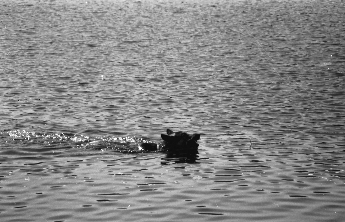 Politihunder under svømmetrening