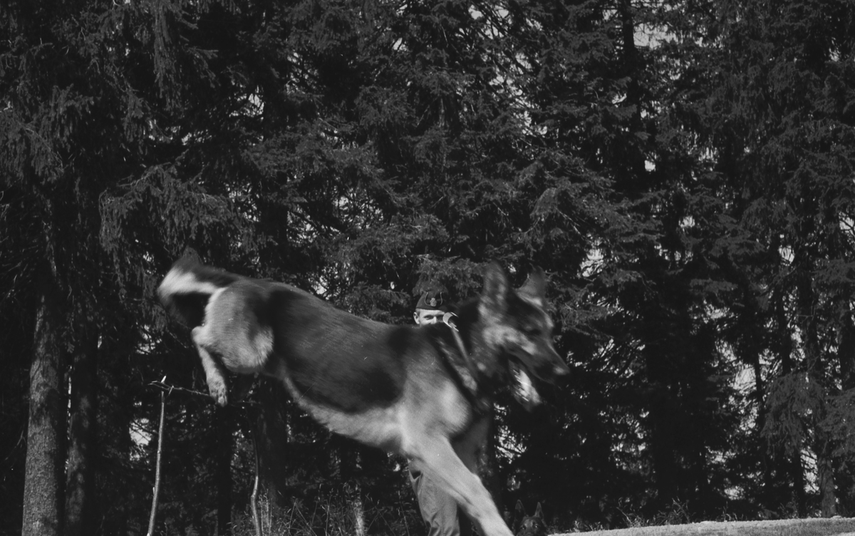 Politihunder hopper over hinder.