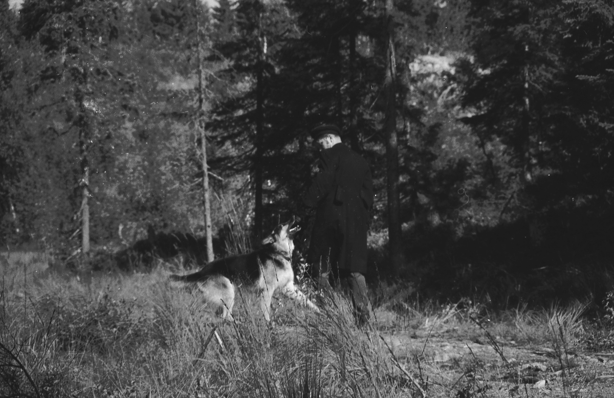 Trening med politihund i skogen.