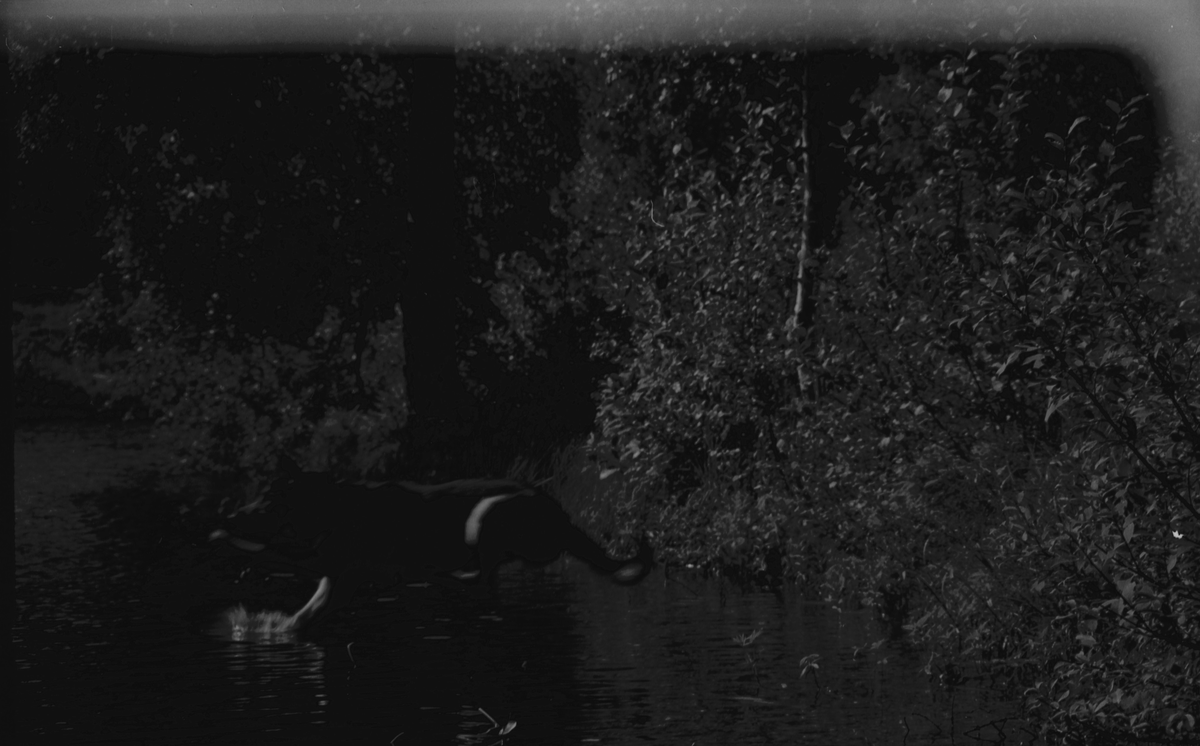 Politihunder under svømmetrening