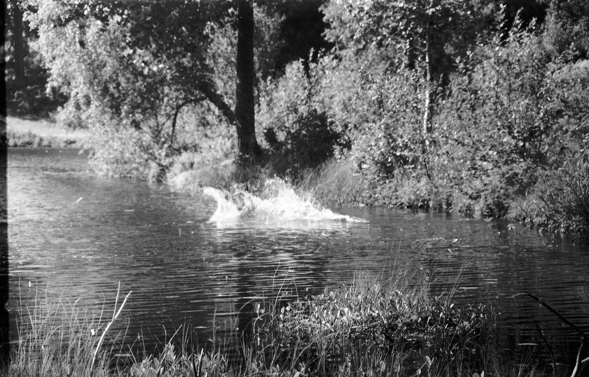 Politihunder under svømmetrening