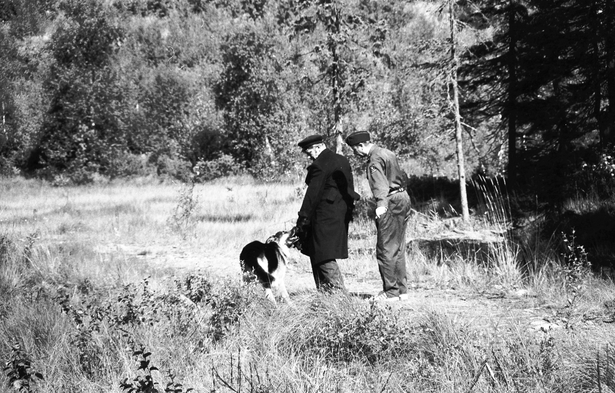 Trening med politihund i skogen.
