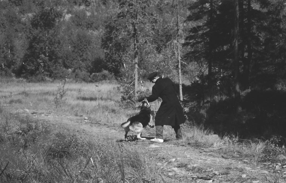 Trening med politihund i skogen.