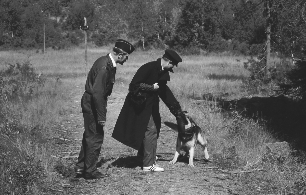 Trening med politihund i skogen.