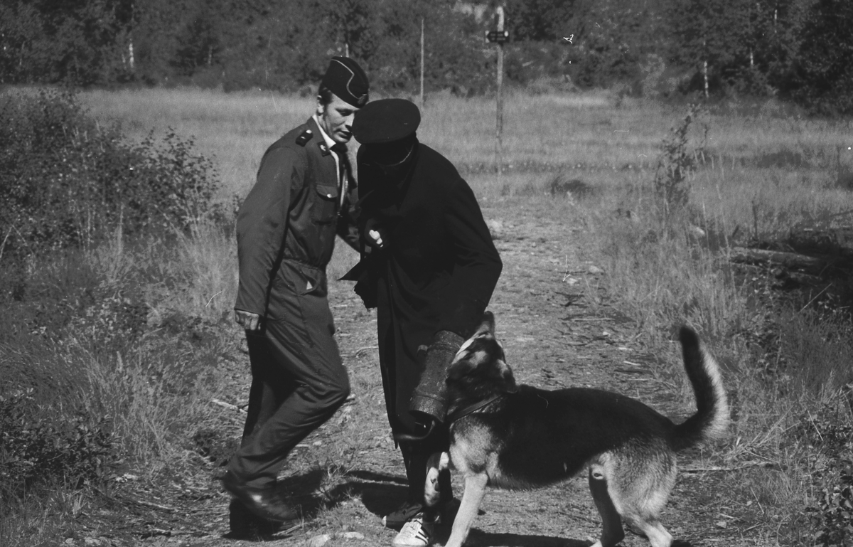 Trening med politihund i skogen.