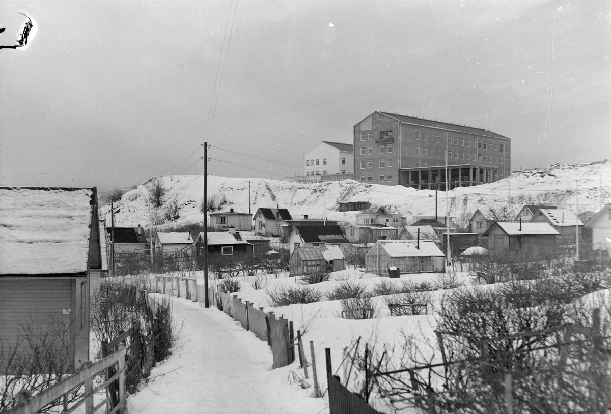 Lerkendal hagekoloni