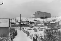 Lerkendal hagekoloni