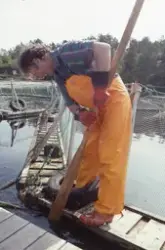 Røkter arbeider ved merdekanten