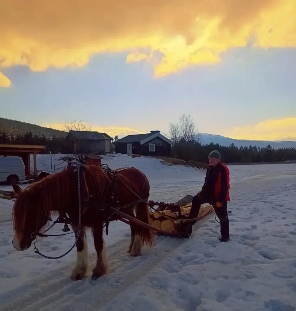 Med hest i skogen