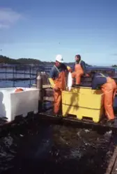 Fiske håves ut av merda over i et kar