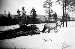 Vedkjøring på Flatmo i 1944. Arne Sneve med hesten Sølvi.