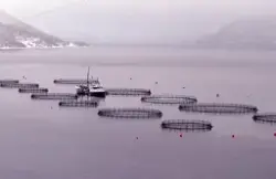 Hydrotech, Flemma (Møre og Romsdal) : Utsikt mot oppdrettsan