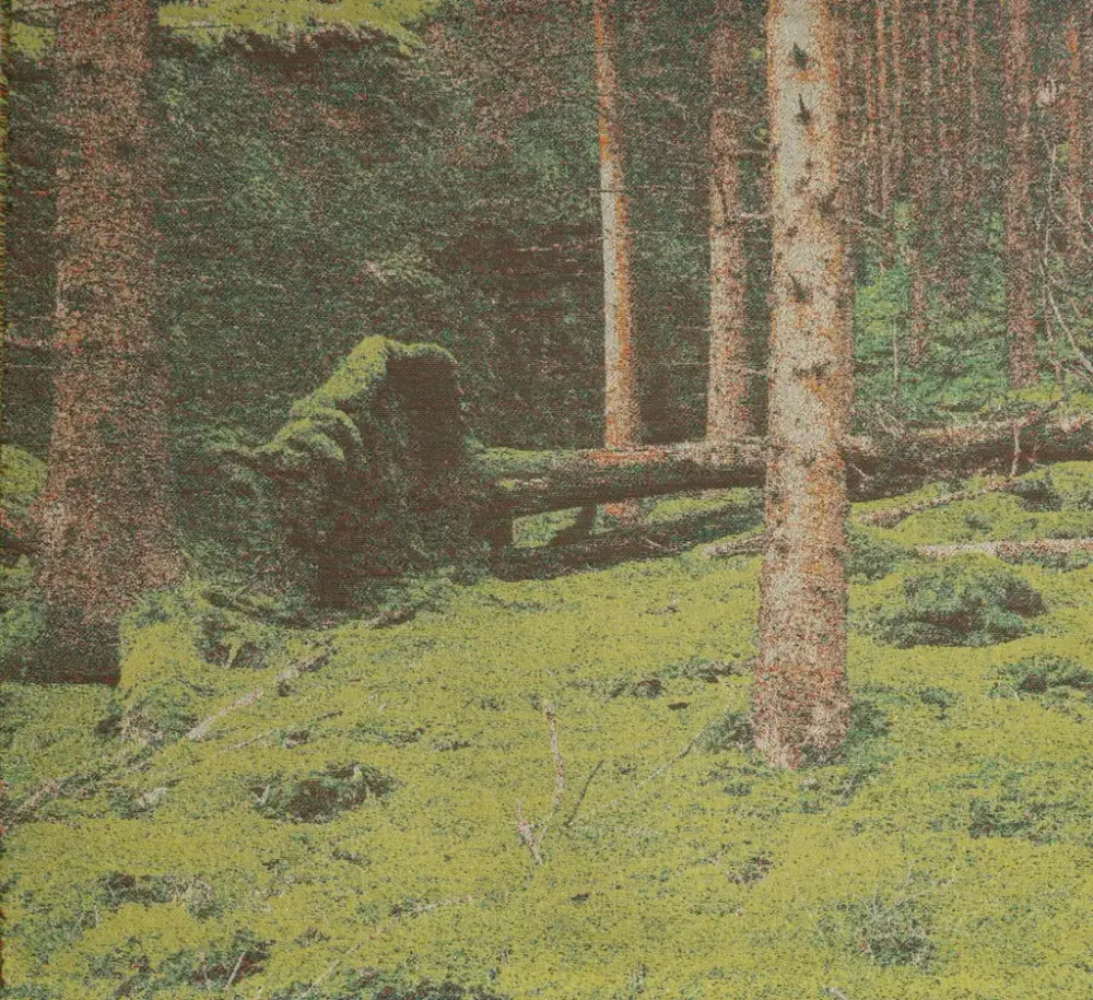 Vevd bilde av skoglandskap med mose, trestammer og rotvelter 