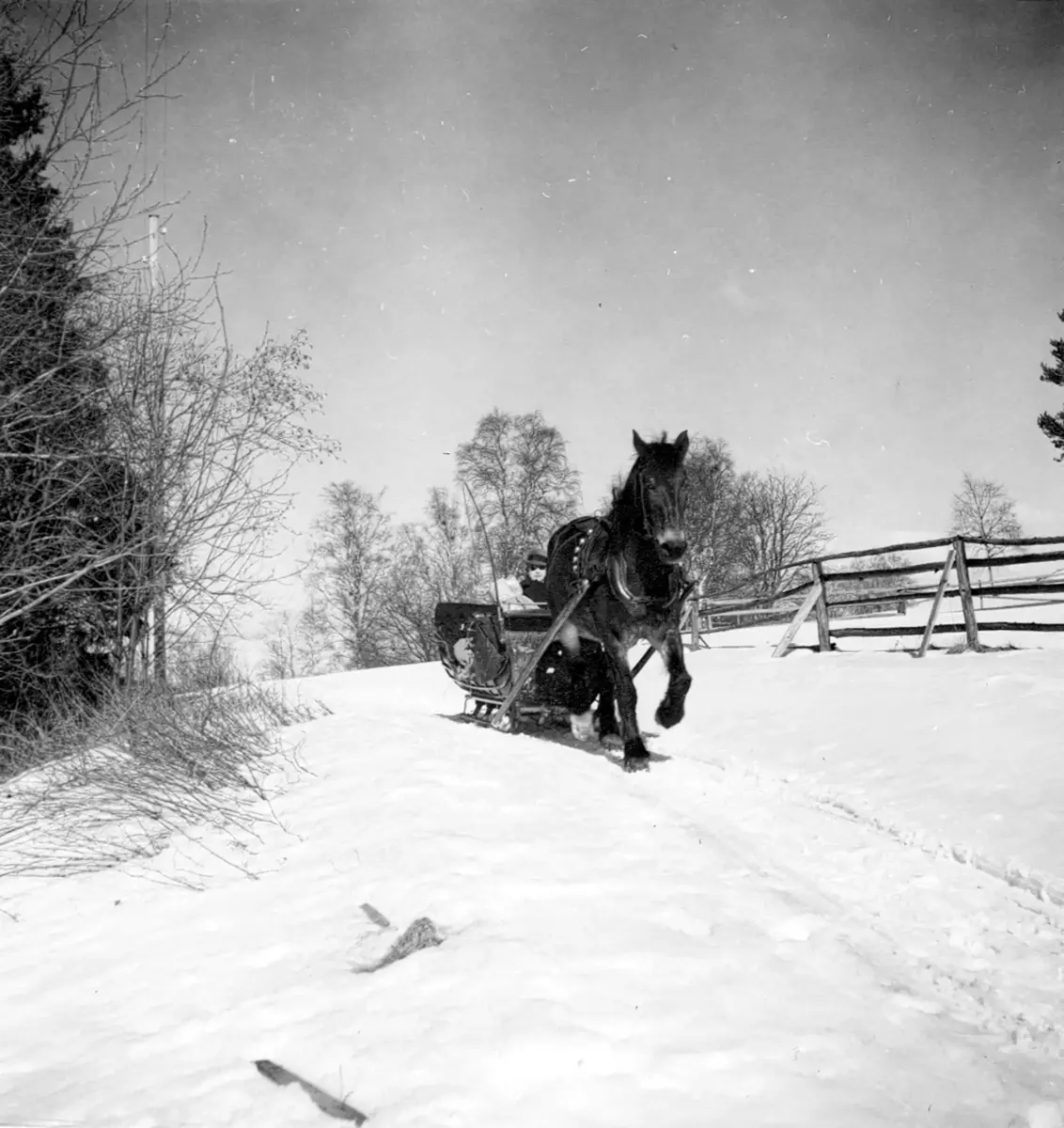 Gammal svartvitt foto av häst som drar släde i snö