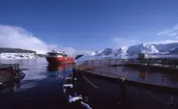 Nordlaks, Stokmarknes (Nordland) : Båt ved oppdrettsanlegg, 