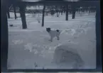 En hund i snön på tomten till familjen Morthensens villa Solveden, Djursholm.