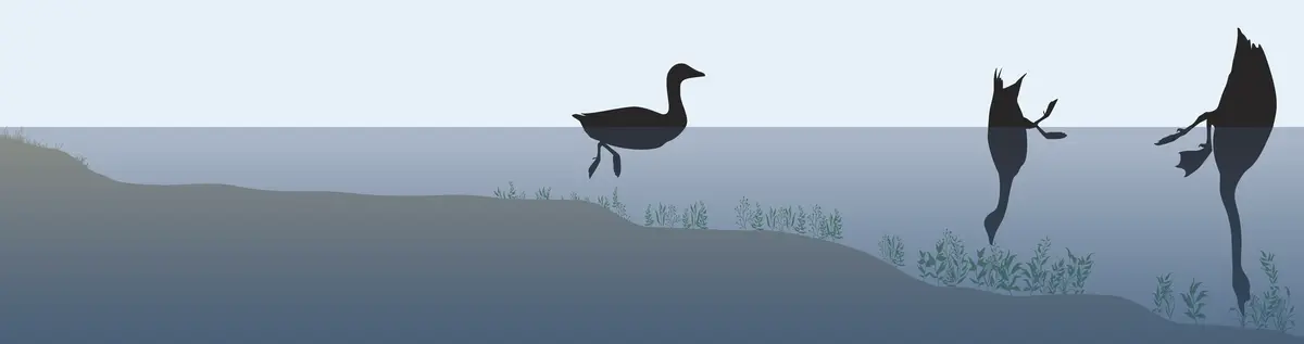 Illustrasjon som viser fuglers næringssøk ved høy vannstand