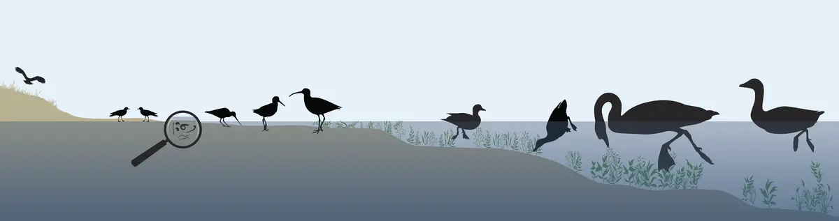 illustrasjon som viser ulike fuglers næringsøk ved lav vannstand